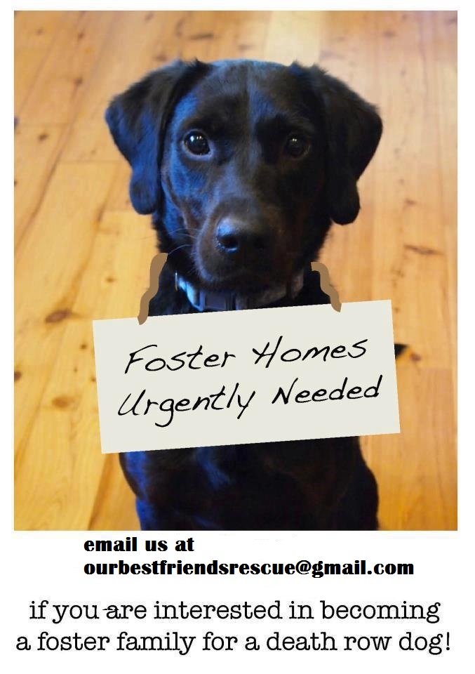 fosters-urgently-needed